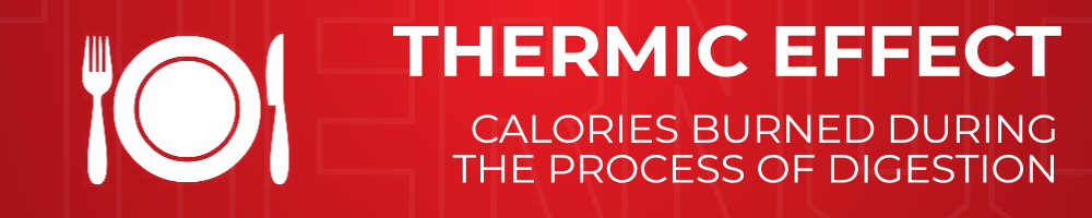 Thermic Effect - calories burned during the process of digestion