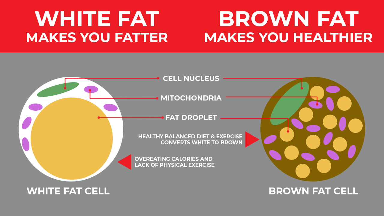 White fat cells are the result of overeating calories and lack of exercise. Brown fat cells come with a healthy balanced diet and workout.